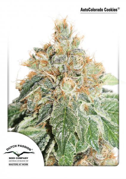 AUTOCOLORADO COOKIES - 7 UNIDADES FEMINIZADAS - DUTCH PASSION - SEMILLAS