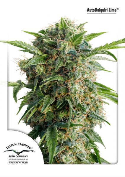 AUTODAIQUIRI LIME - 7 UNIDADES FEMINIZADAS - DUTCH PASSION - SEMILLAS