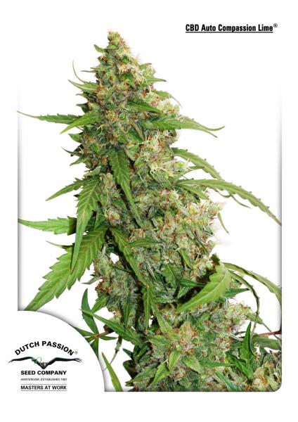 CBD AUTO COMPASSION LIME - 7 UNIDADES FEMINIZADAS - DUTCH PASSION - SEMILLAS