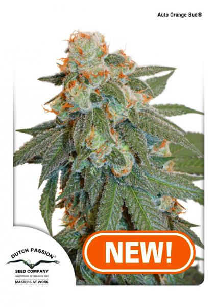 AUTO ORANGE BUD (AUTOFLORECIENTE) - 7 SEMILLAS FEMINIZADAS - DUTCH PASSION - SEMILLAS