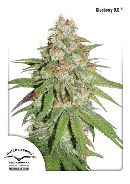 GLUEBERRY OG - 10 UNIDADES FEMINIZADAS - DUTCH PASSION - SEMILLAS