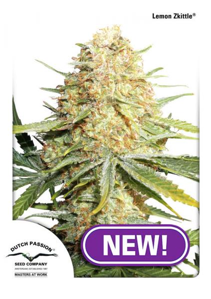 LEMON ZKITTLE - 10 UNIDADES FEMINIZADAS - DUTCH PASSION - SEMILLAS