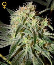 DAMN SOUR - 3 UNIDADES FEMINIZADAS - GREEN HOUSE - SEMILLAS