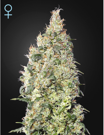 GREAT WHITE SHARK CBD - 3 UNIDADES FEMINIZADAS - GREEN HOUSE - SEMILLAS