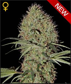 SUPER BUD AUTO - 5 UNIDADES FEMINIZADAS - GREEN HOUSE - SEMILLAS
