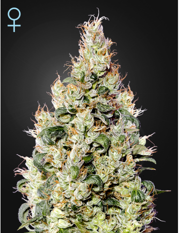EXODUS CHEESE AUTO CBD - 5 UNIDADES FEMINIZADAS - GREEN HOUSE - SEMILLAS