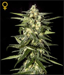 JACK HERER AUTO - 10 UNIDADES FEMINIZADAS - GREEN HOUSE - SEMILLAS