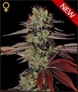 KINGS KUSH AUTO - 10 UNIDADES FEMINIZADAS - GREEN HOUSE - SEMILLAS