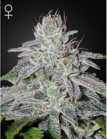 FRANCOS LEMON CHEESE - 10 UNIDADES FEMINIZADAS - GREEN HOUSE - SEMILLAS
