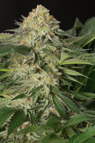 LEMON GARLIC OG - 5 UNIDADES FEMINIZADAS - HUMBOLDT SEEDS - SEMILLAS