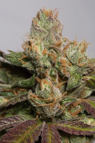 707 TRUTHBAND BY EMERALD MOUNTAIN - 5 UNIDADES FEMINIZADAS - HUMBOLDT SEEDS - SEMILLAS