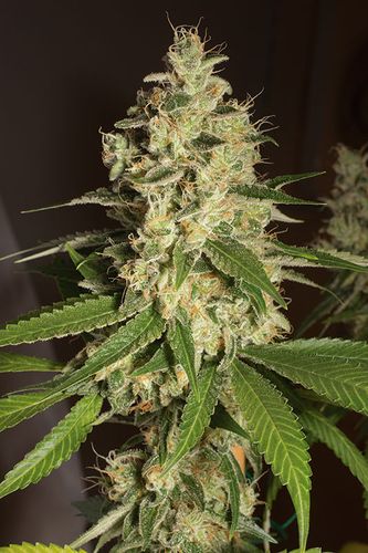 RASPBERRY DIESEL - 10 UNIDADES FEMINIZADAS - HUMBOLDT SEEDS - SEMILLAS