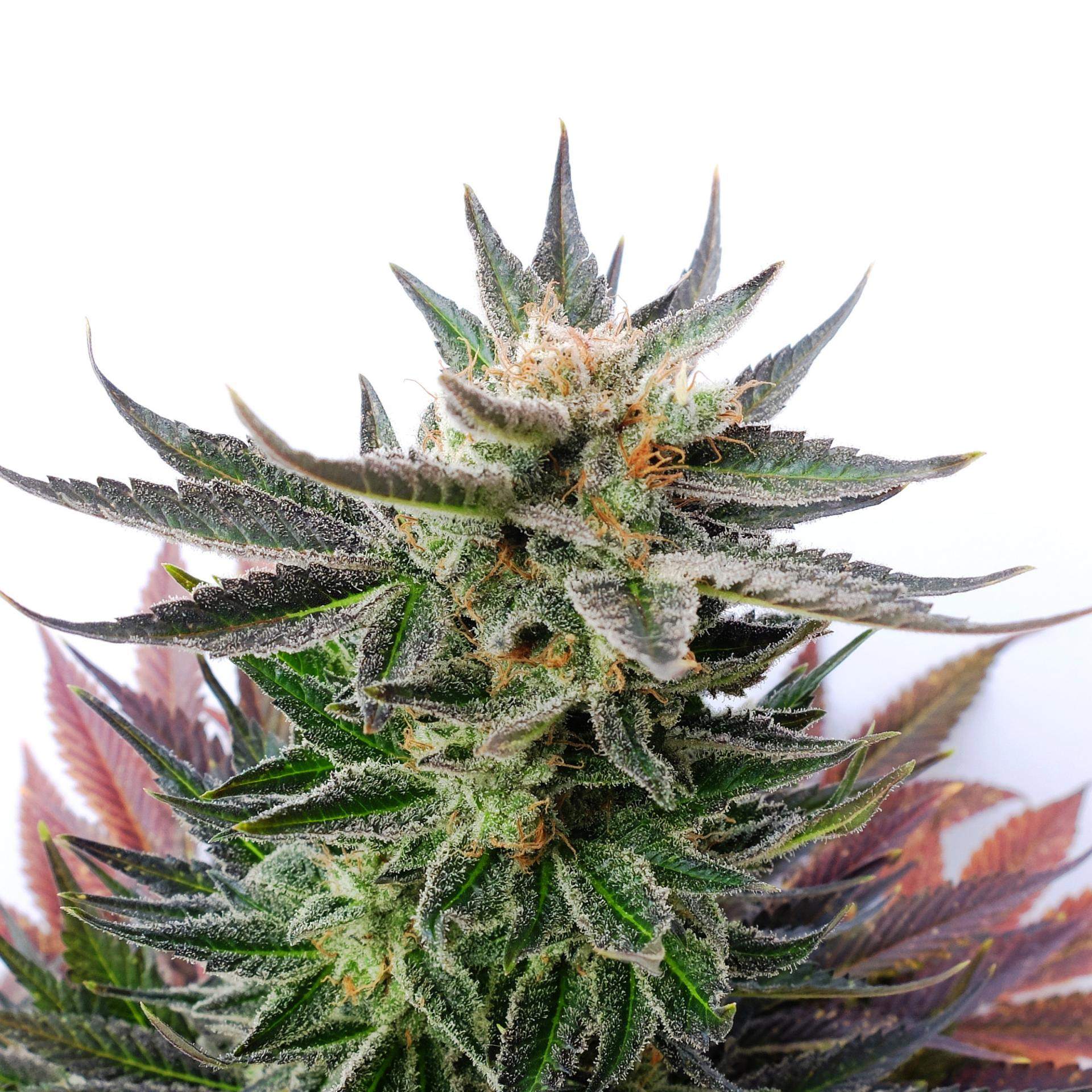 LOL - 1 UNIDAD FEMINIZADA - KANNABIA SEEDS - SEMILLAS