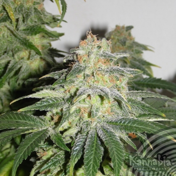 MUÑEKA RUSA - 5 UNIDADES FEMINIZADAS - KANNABIA SEEDS - SEMILLAS