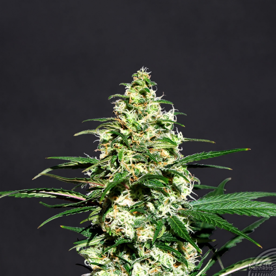 AMNESI-K - 10 UNIDADES FEMINIZADAS - KANNABIA SEEDS - SEMILLAS