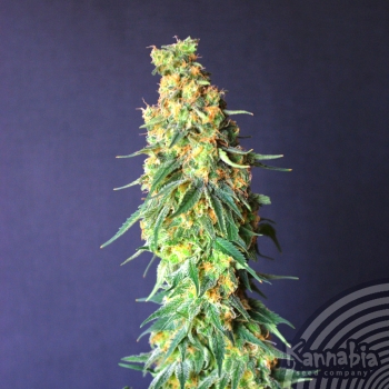WHITE DOMINA CBD - 10 UNIDADES FEMINIZADAS - KANNABIA SEEDS - SEMILLAS