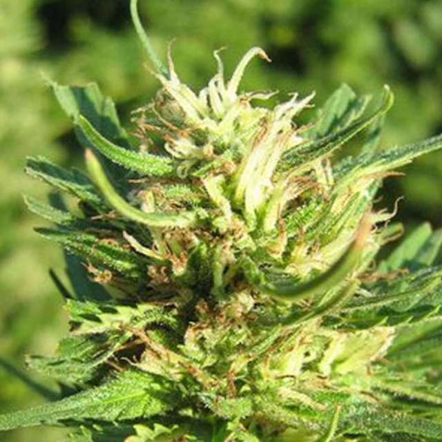 SUPER SKUNK - 3 UNIDADES FEMINIZADAS - NIRVANA - SEMILLAS