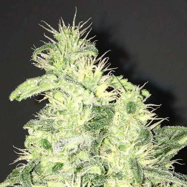 SUPREME CBD KUSH - 3 UNIDADES FEMINIZADAS - NIRVANA - SEMILLAS