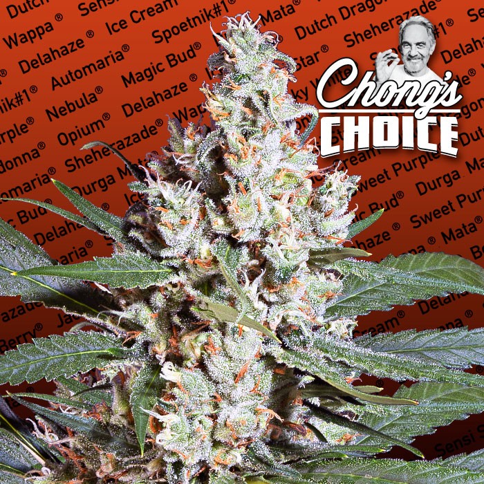 L.A. AMNESIA - 3 UNIDADES FEMINIZADAS - PARADISE SEEDS - SEMILLAS