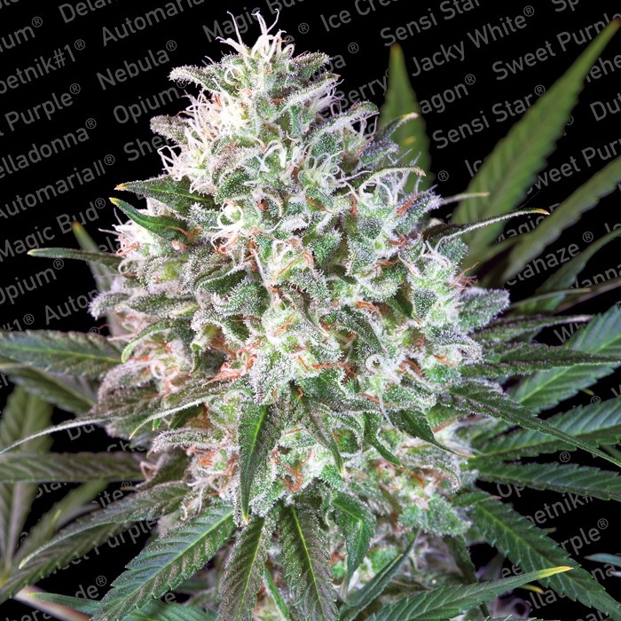 SPACE COOKIES - 5 UNIDADES FEMINIZADAS - PARADISE SEEDS - SEMILLAS