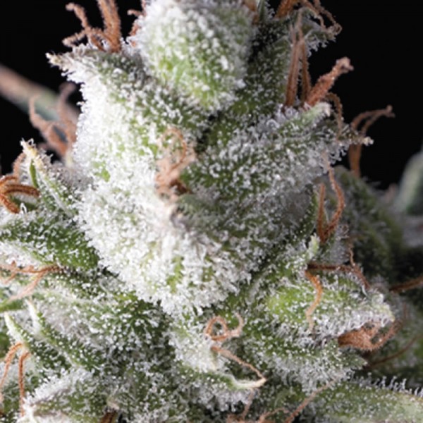 RAMSES - 3 UNIDADES FEMINIZADAS - PYRAMID SEEDS - SEMILLAS