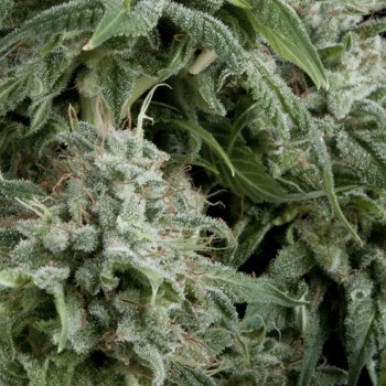 AUTO NORTHERN LIGHTS CBD - 3 UNIDADES FEMINIZADAS - PYRAMID SEEDS - SEMILLAS
