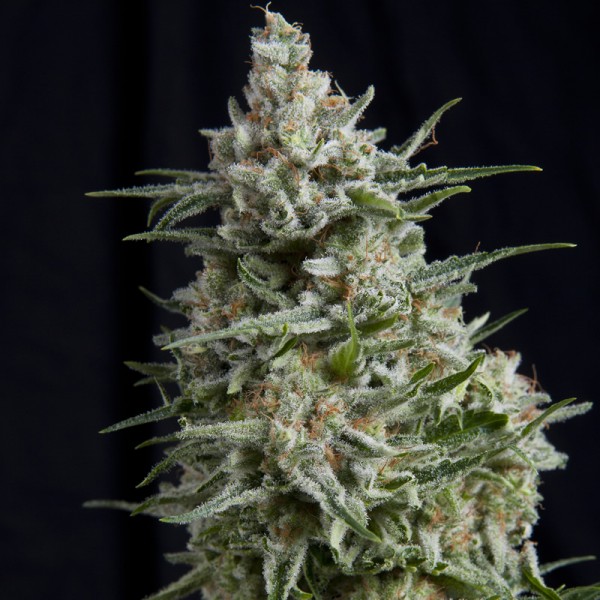 ANESTHESIA - 100 UNIDADES FEMINIZADAS - PYRAMID SEEDS - SEMILLAS