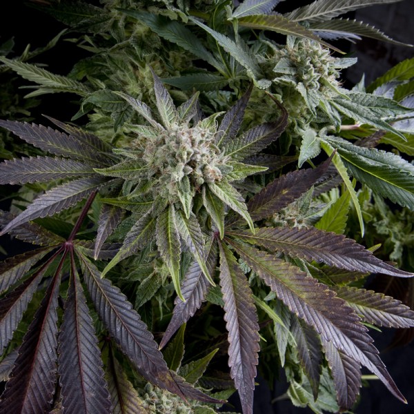 BLUE PYRAMID - 100 UNIDADES FEMINIZADAS - PYRAMID SEEDS - SEMILLAS