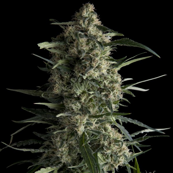 GALAXY - 100 UNIDADES FEMINIZADAS - PYRAMID SEEDS - SEMILLAS