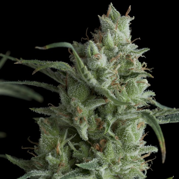 KRYPTONITE - 100 UNIDADES FEMINIZADAS - PYRAMID SEEDS - SEMILLAS