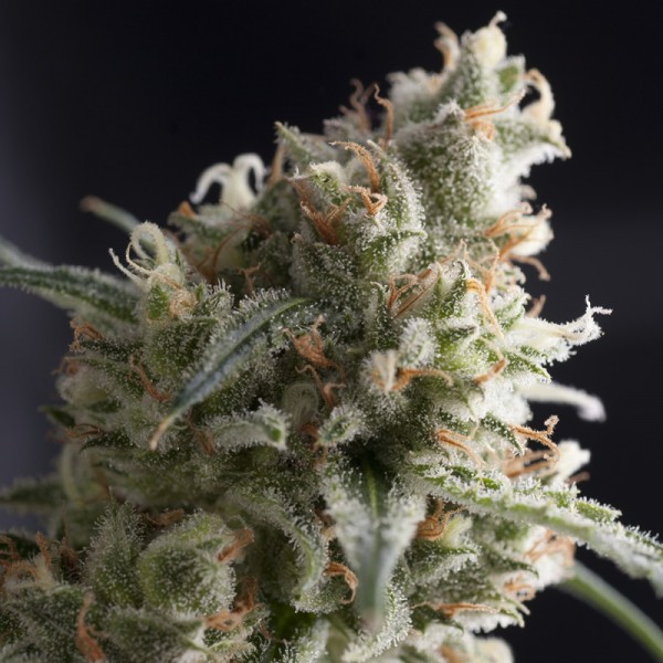 LENNON - 100 UNIDADES FEMINIZADAS - PYRAMID SEEDS - SEMILLAS