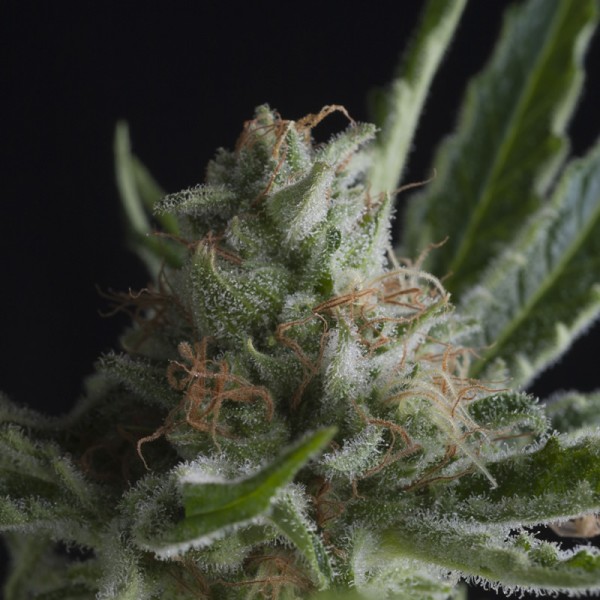 SHARK - 100 UNIDADES FEMIIZADAS - PYRAMID SEEDS - SEMILLAS