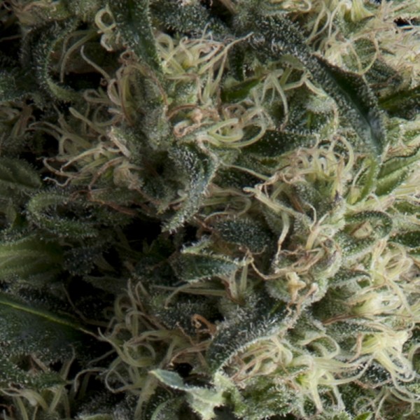 AUTO GALAXY - 100 UNIDADES FEMINIZADAS - PYRAMID SEEDS - SEMILLAS