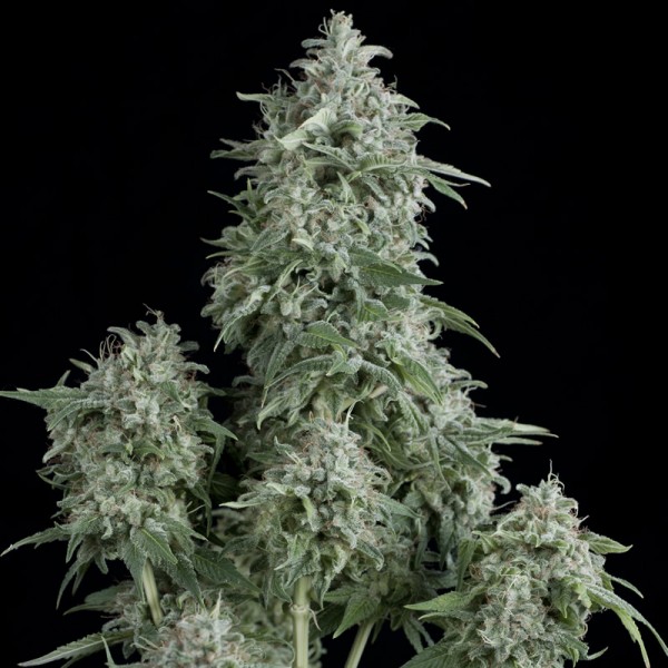 ANUBIS - 50 UNIDADES FEMINIZADAS - PYRAMID SEEDS - SEMILLAS