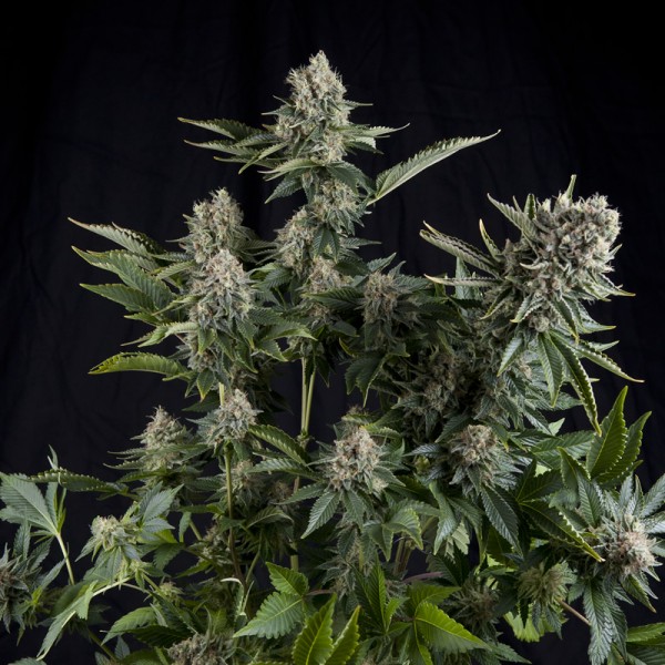 WHITE WIDOW - 50 UNIDADES FEMINIZADAS - PYRAMID SEEDS - SEMILLAS