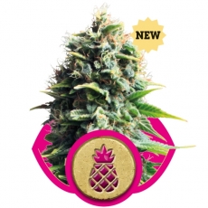 PINEAPPLE KUSH - 3 UNIDADES FEMINIZADAS - ROYAL QUEEN - SEMILLAS