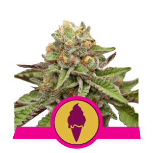 GREEN GELATO - 3 UNIDADES FEMINIZADAS - ROYAL QUEEN - SEMILLAS