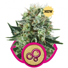 BUBBLE KUSH - 5 UNIDADES FEMINIZADAS - ROYAL QUEEN - SEMILLAS