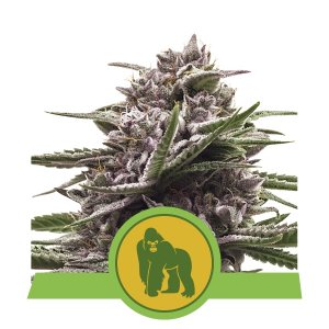 ROYAL GORILLA AUTOMATIC - 5 UNIDADES FEMINIZADAS - ROYAL QUEEN - SEMILLAS