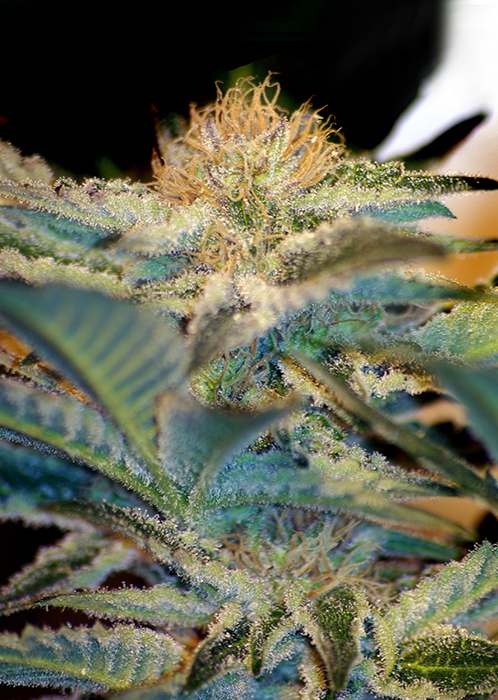 MOHAN RAM - 100 UNIDADES FEMINIZADAS - SWEET SEEDS - SEMILLAS