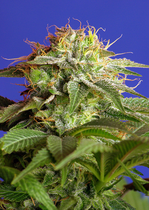 GREEN POISON - 25 UNIDADES FEMINIZADAS - SWEET SEEDS - SEMILLAS