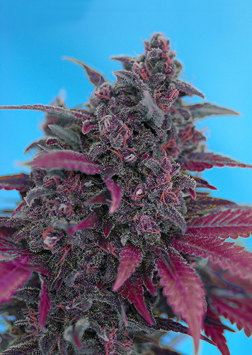 DARK DEVIL AUTO - 25 UNIDADES FEMINIZADAS - SWEET SEEDS - SEMILLAS