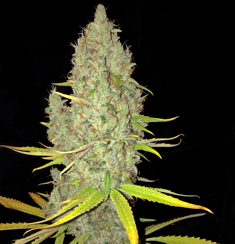 CHICLE AKA BUBBLEDAWG - 2 UNIDADES FEMINIZADAS - T.H. SEEDS - SEMILLAS