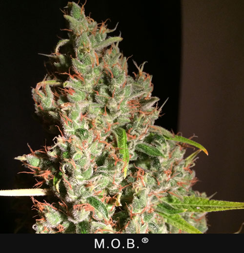 M.O.B. - 2 UNIDADES FEMINIZADAS - T.H. SEEDS - SEMILLAS