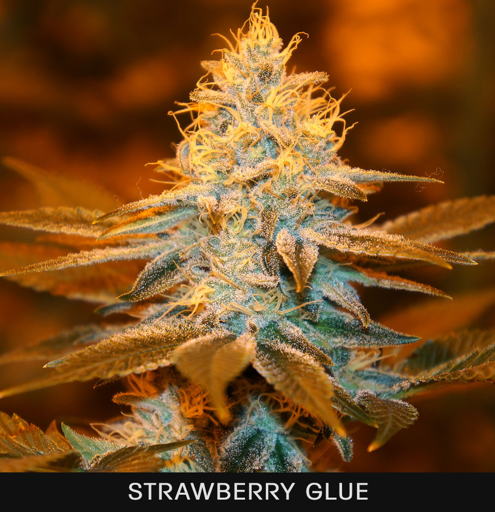 STRAWBERRY GLUE - 2 UNIDADES FEMINIZADAS - T.H. SEEDS - SEMILLAS