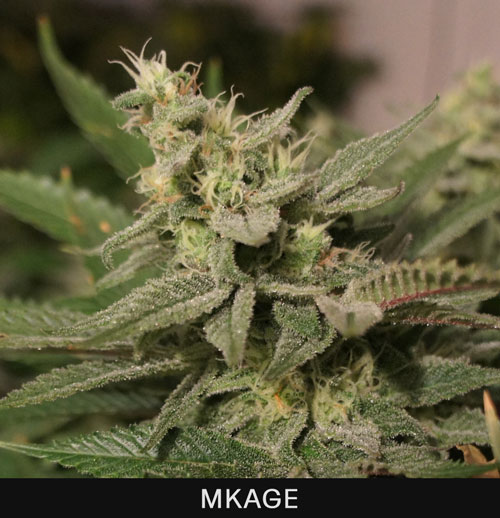 MKAGE - 10 UNIDADES FEMINIZADAS - T.H. SEEDS - SEMILLAS