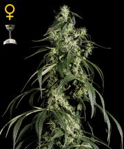 ARJAN'S HAZE #1 - 5 UNIDADES FEMINIZADAS - GREEN HOUSE - SEMILLAS