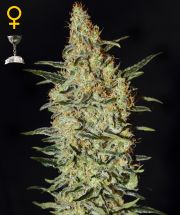 NEVILLE'S HAZE - 5 UNIDADES FEMINIZADAS - GREEN HOUSE - SEMILLAS