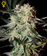 ARJAN'S STRAWBERRY HAZE - 10 UNIDADES FEMINIZADAS - GREEN HOUSE - SEMILLAS