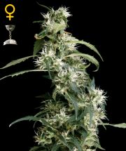 ARJAN'S ULTRA HAZE #2 - 10 UNIDADES FEMINIZADAS - GREEN HOUSE - SEMILLAS